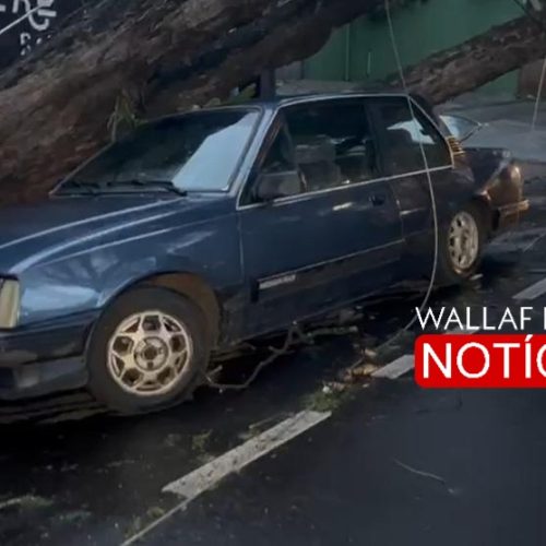 CAOS EM MARINGÁ: VENDAVAL DERRUBA ÁRVORE SOBRE CARRO E ASSUSTA MORADORES