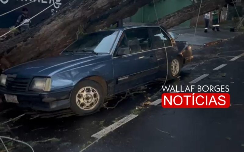 CAOS EM MARINGÁ: VENDAVAL DERRUBA ÁRVORE SOBRE CARRO E ASSUSTA MORADORES