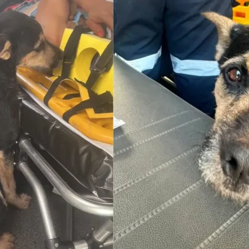 Fidelidade sem limites: cão acompanha socorro de tutora ferida até o hospital em Maringá