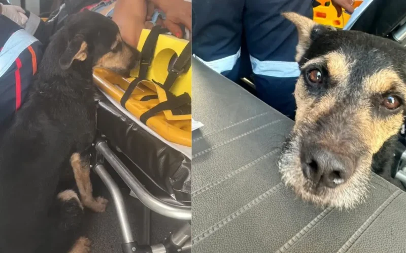 Fidelidade sem limites: cão acompanha socorro de tutora ferida até o hospital em Maringá